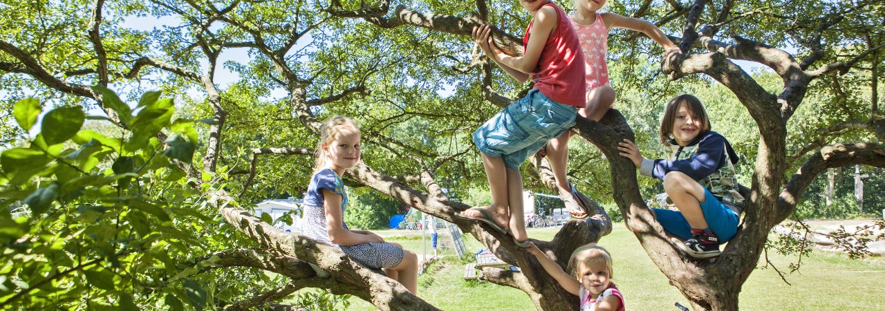Geversduin tree children climbing